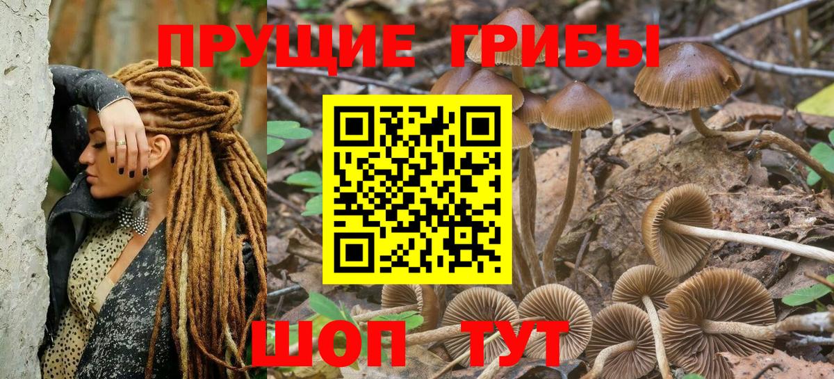 Кузнецк  Псилоцибиновые грибы Cubensis  Вход с VPN  Галлюциногенные грибы Psilocybe 